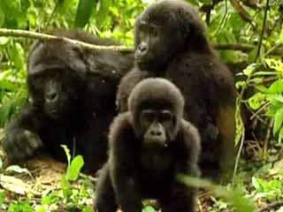  乌干达:  
 
 Mugahinga Gorilla National Park